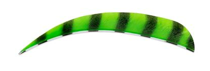 PLUMES - 5" PARABOLIC BARRED COLOR (TIGRÉE) – Image 6