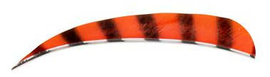 PLUMES - 5" PARABOLIC BARRED COLOR (TIGRÉE)