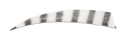 PLUMES - 5" SHIELD BARRED COLOR (TIGRÉE)