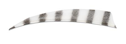 PLUMES - 4" SHIELD BARRED COLOR (TIGRÉE)