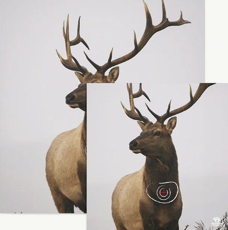 BLASON NATURE - ANIMAL FACES – Image 2