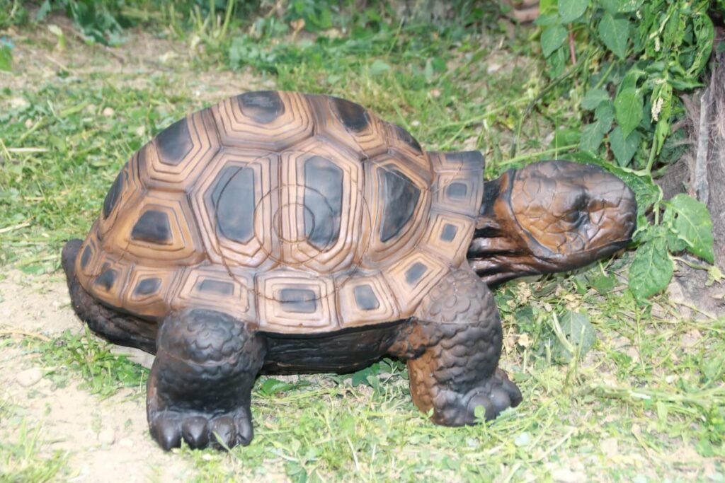 CIBLE 3D - TORTUE