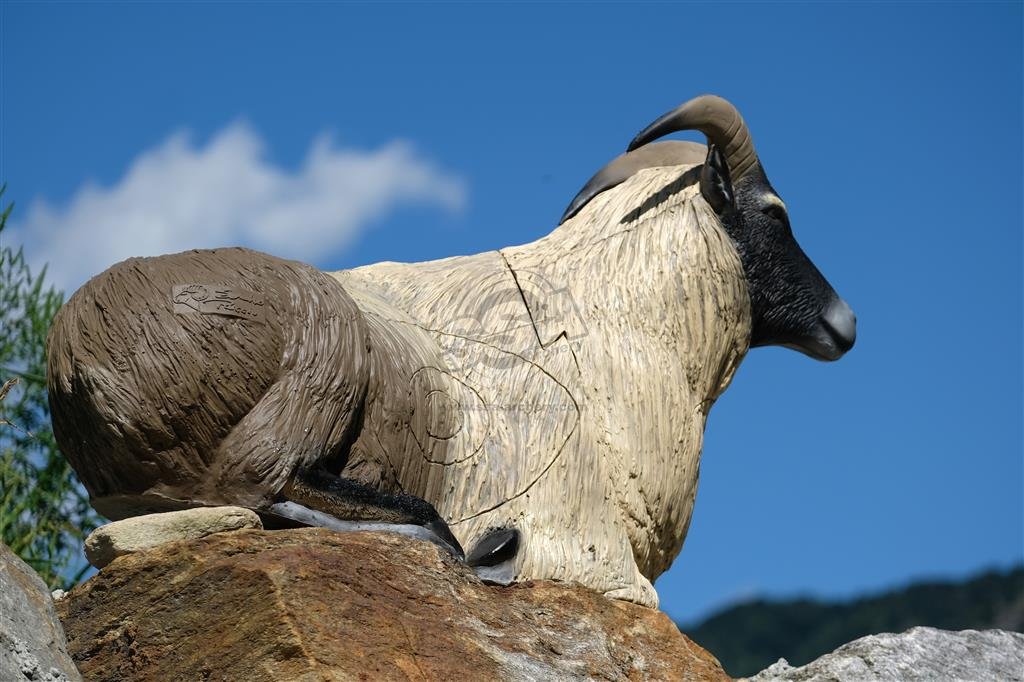 CIBLE 3D - HIMALAYAN TAHR COUCHE – Image 5