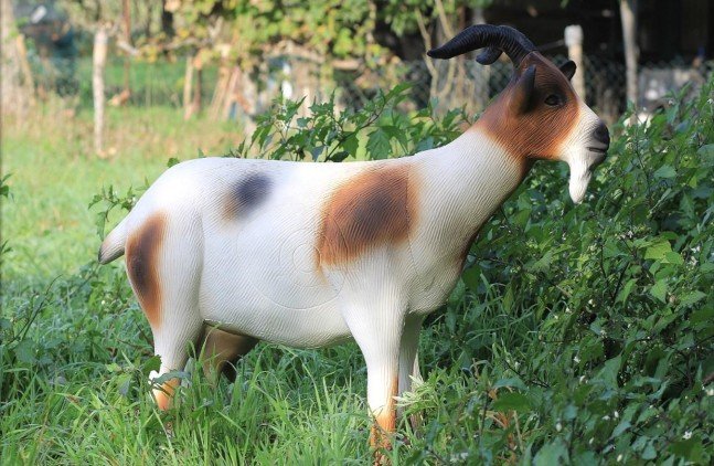 CIBLE 3D - CHEVRE