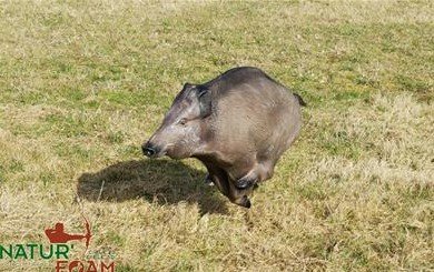 CIBLE 3D - WILD BOAR (SANGLIER) - RUNNING