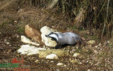 CIBLE 3D - BLAIREAU - WF24P (BADGER)