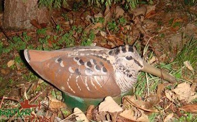 CIBLE 3D - BECASSE - WF12P (WOODCOCK)