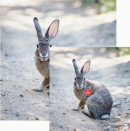 BLASON NATURE - ANIMAL FACES – Image 3