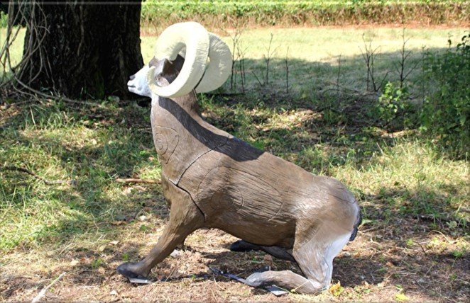 CIBLE 3D - MOUFLON CANADIEN SE LEVE