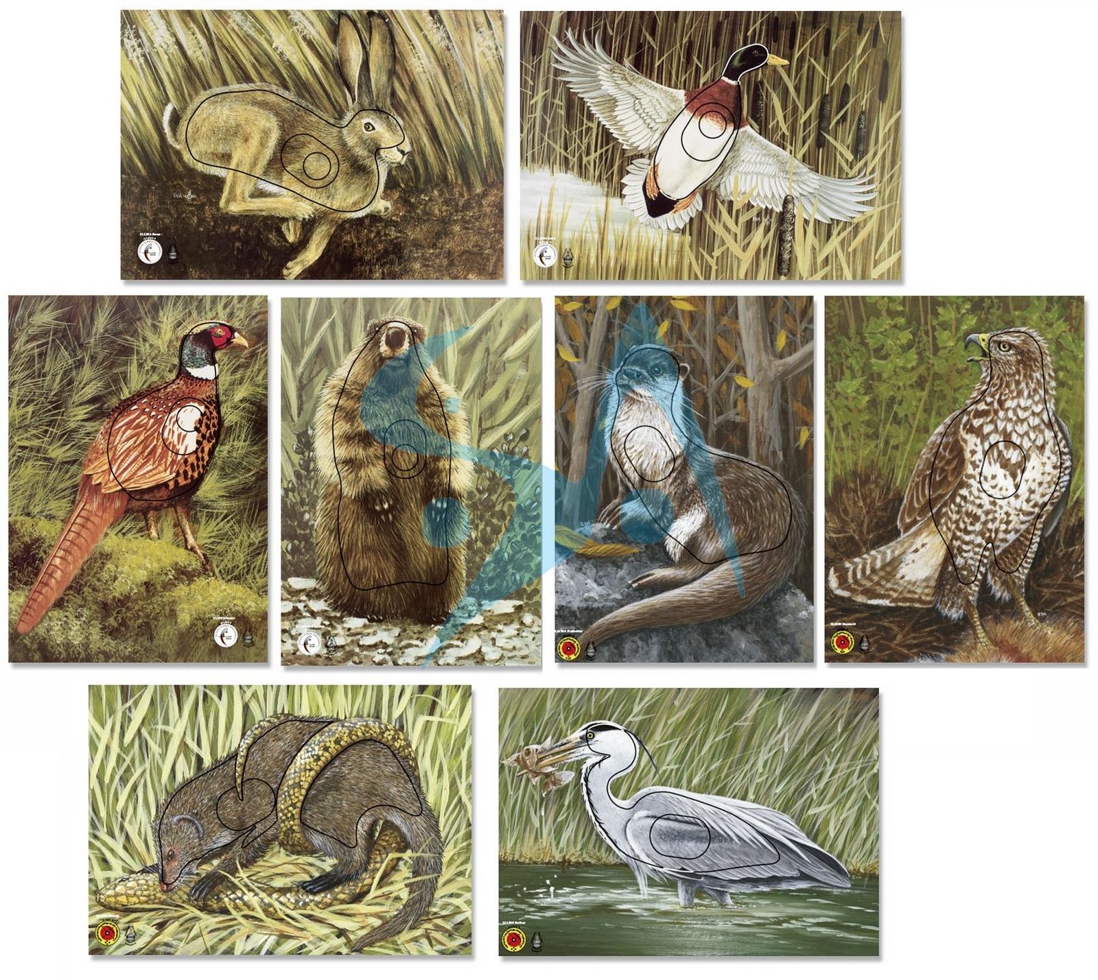 BLASON NATURE - ANIMAL GROUPE 4 – Image 5